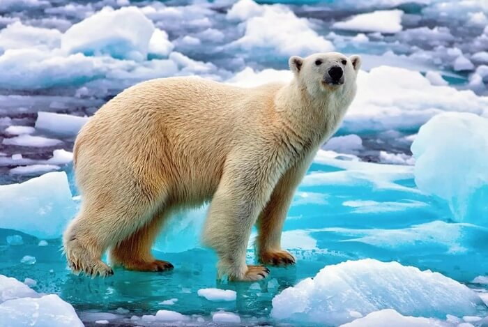 Белый медведь 