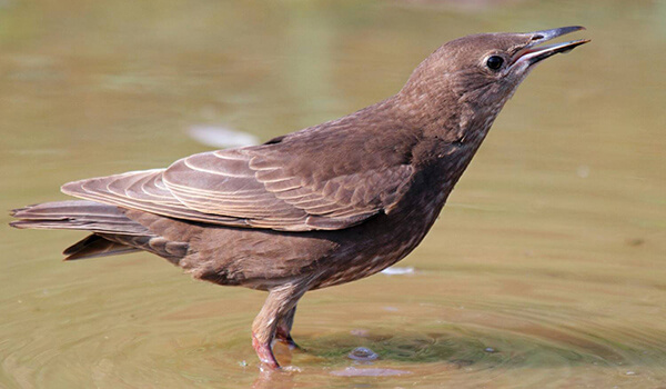 Фото: Серый скворец