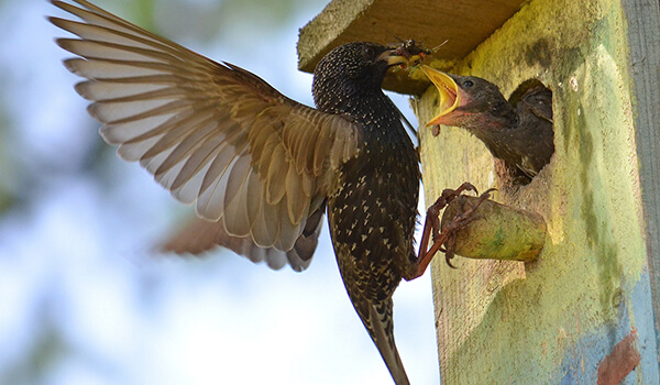 Фото: Птенец скворца