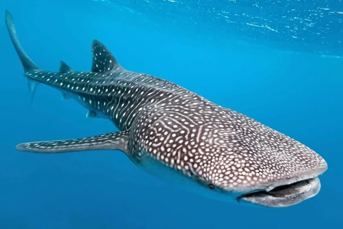 Большая китовая акула 