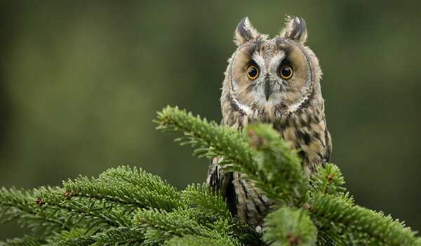 Фото: Ушастая сова в Подмосковье