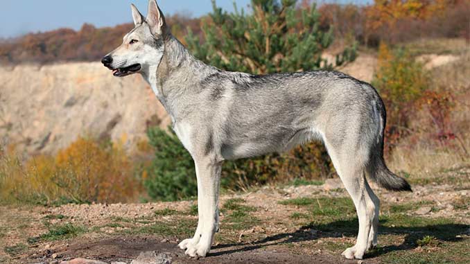 Волкособ серого окраса фото