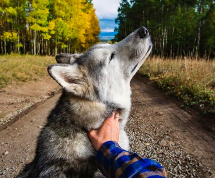 Уход и содержание