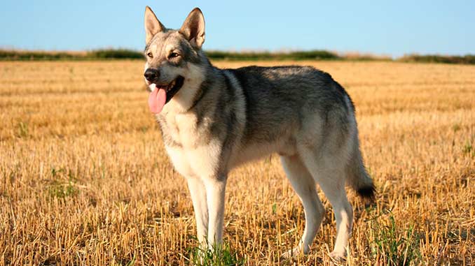 фото волкособа