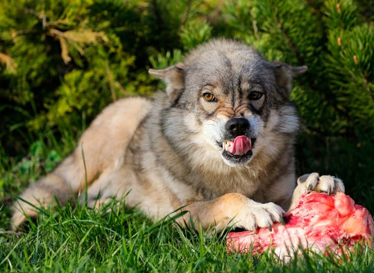 Чем кормить