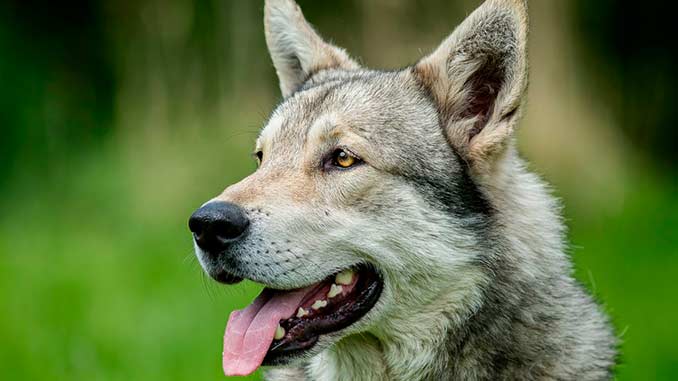 Волкособ фото крупным планом