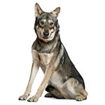 Волкопес фото