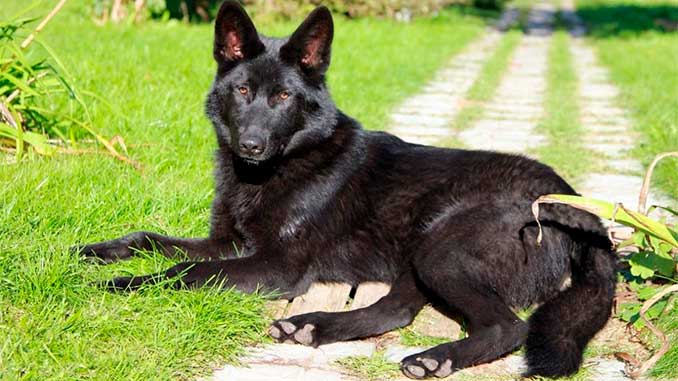 Волкособ черного окраса фото