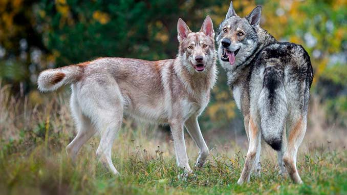 фото собак породы Волкособ