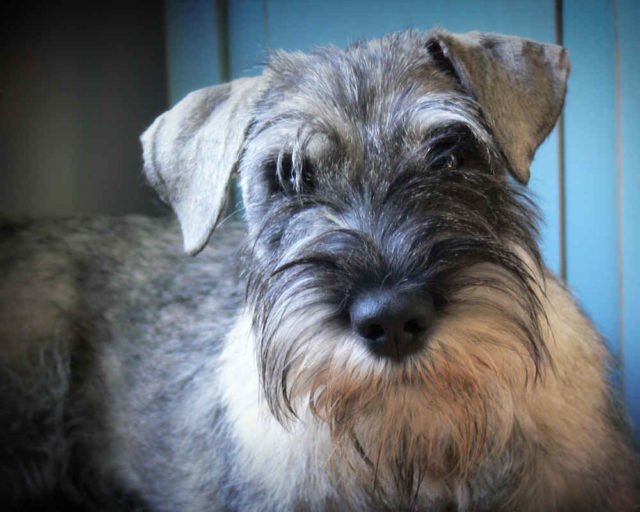 Миттельшнауцер