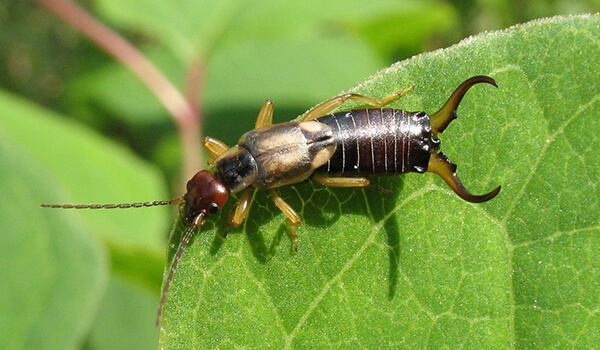 Фото: Как выглядит уховертка
