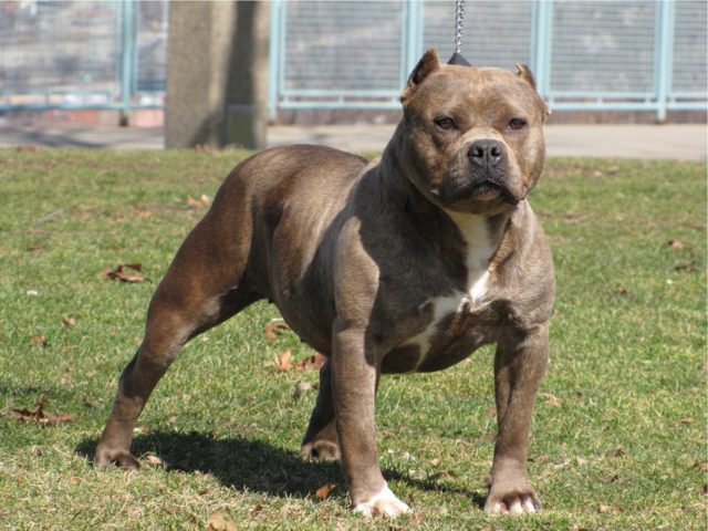 Бостон-терьер