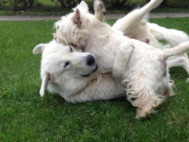 Маремма-абруццкая овчарка