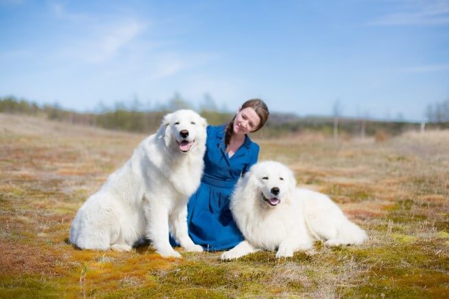 Маремма-абруццкая овчарка