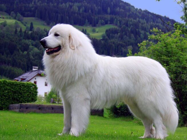 Маремма-абруццкая овчарка