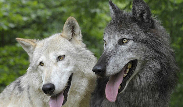 Фото: Волкособы