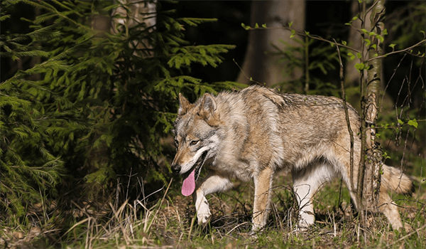 Фото: Как выглядит волкособ