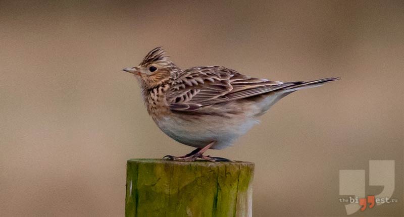 Жаворонок полевой. CC0