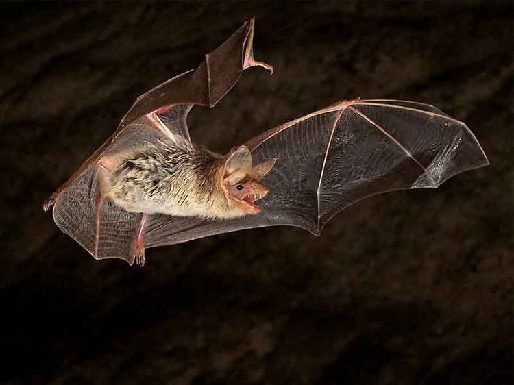 редкие виды алтая