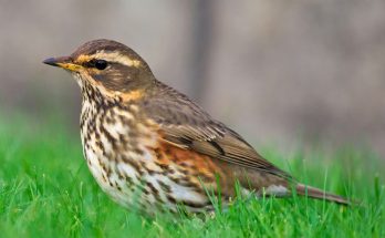 Птица дрозд