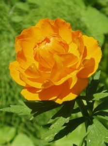 Купальница азиатская