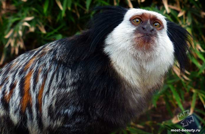 Уистити. СС0