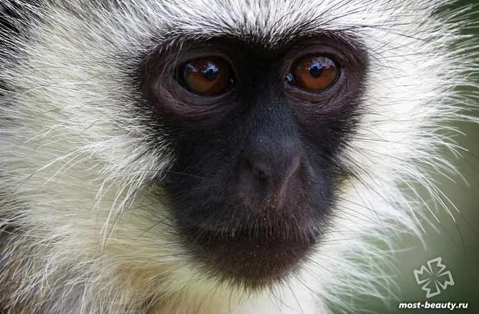 Домашние обезьянки