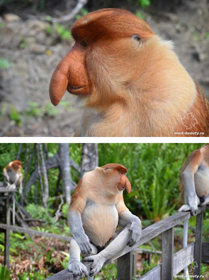 Самые красивые виды обезьян: Носач. CC0