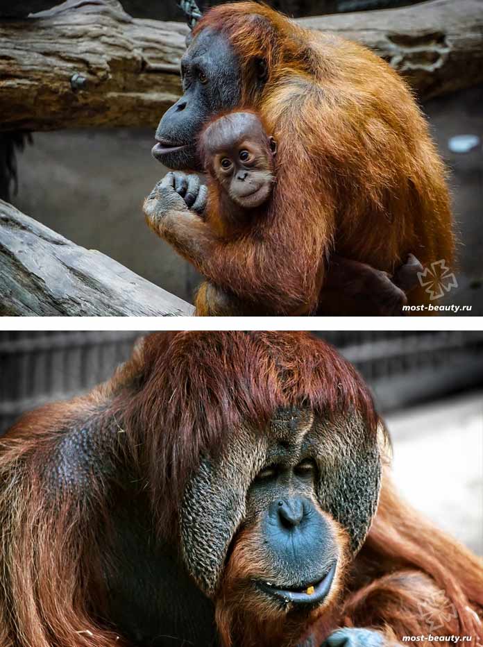 Орангутанг. CC0