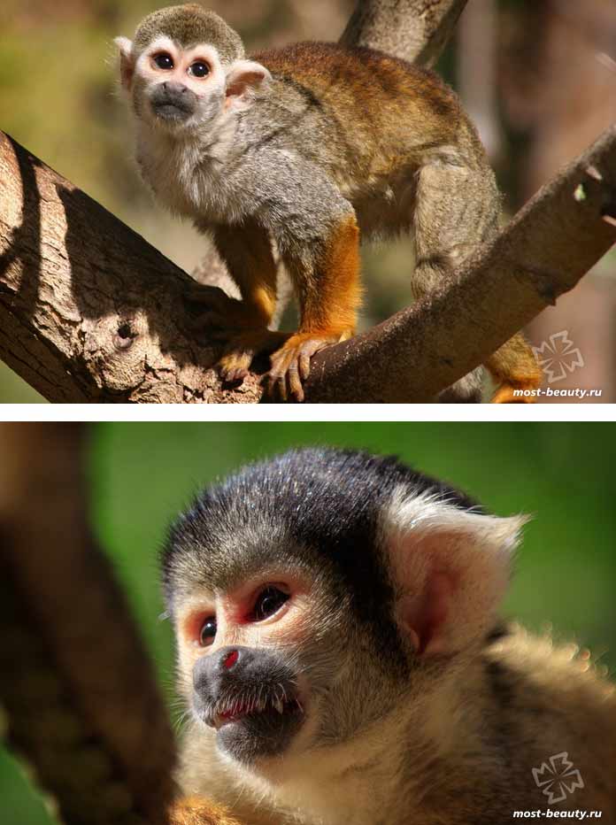 Самые красивые виды обезьян: Саймири. CC0