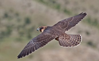 Птица сокол