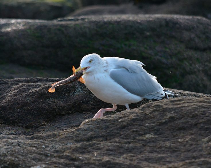 Что едят чайки