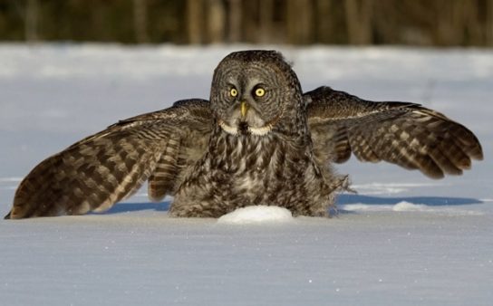 где обитает бородатая неясыть где обитает бородатая неясыть