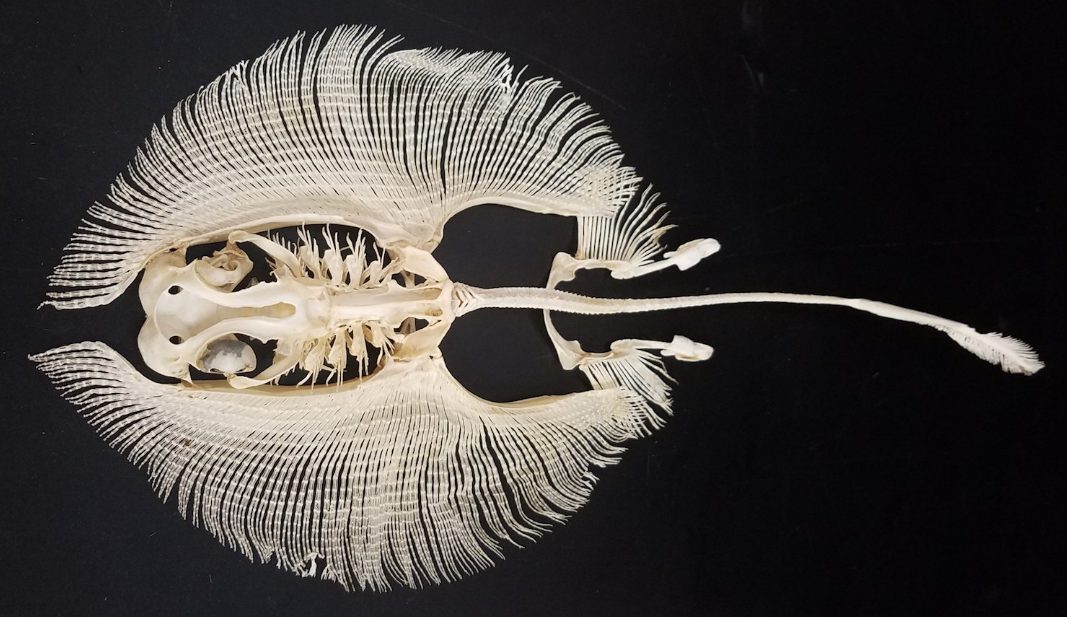 Скаты и 7 самых удивительных фактов об этой рыбе