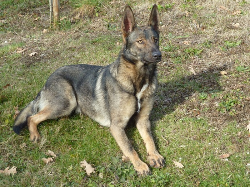 Итальянский волк (лупо итальяно)