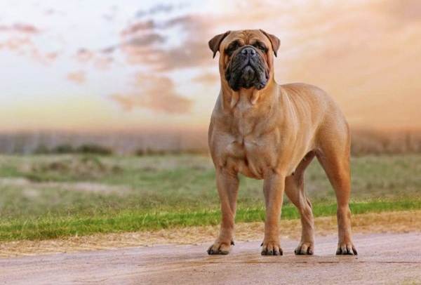 Бульмастифы выполняют полученные команды мгновенно