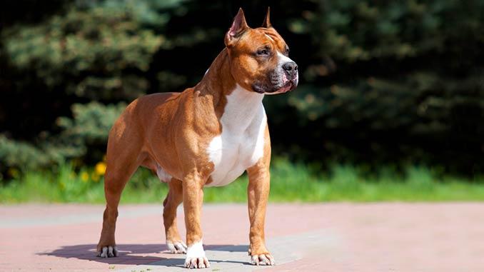 Стаффы отличаются крепким физическим и психическим здоровьем