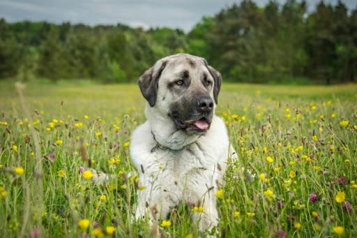 Турецкая овчарка считается отличным охранником