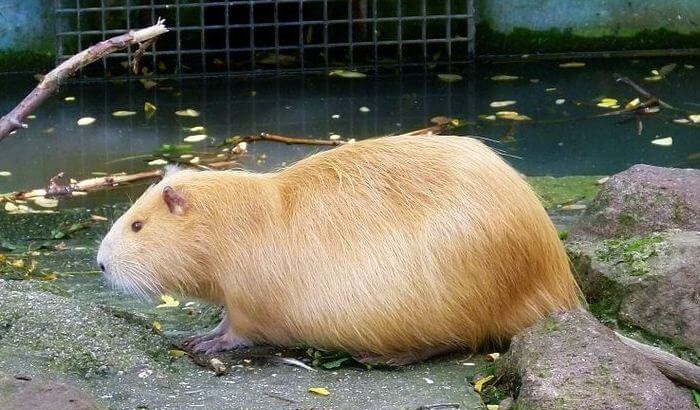 нутрия и камни