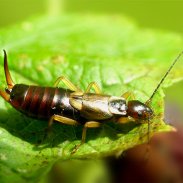 Уховертка обыкновенная