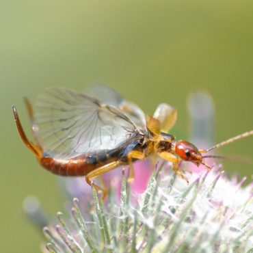 Уховертка обыкновенная с крыльями