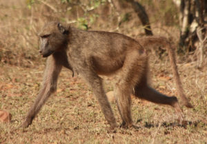 обезьяна фото животного
