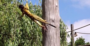 обезьяна фото животного