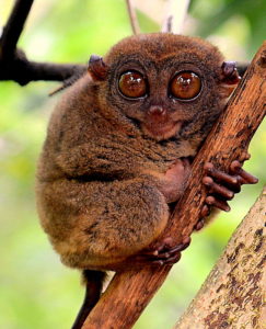 обезьяна фото животного