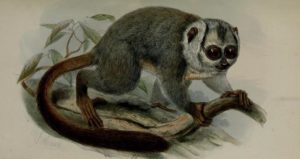 обезьяна фото животного