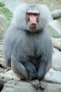 обезьяна фото животного