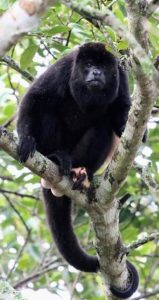 обезьяна фото животного