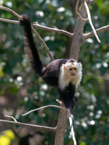 обезьяна фото животного