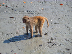 какие виды обезьян бывают фото и название