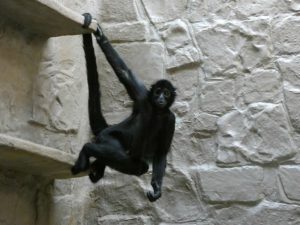 обезьяна фото животного